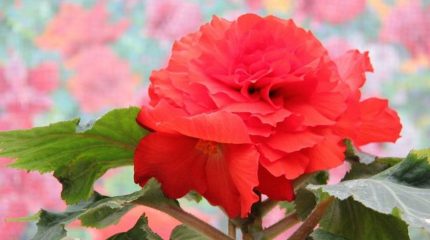 В Пхеньяне в 21-й раз пройдет  фестиваль цветов кимченирхва