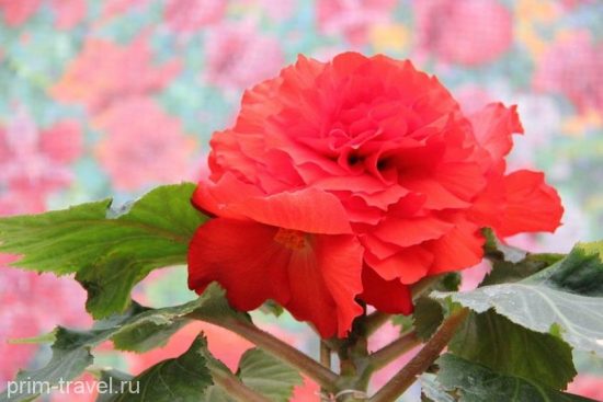 В Пхеньяне в 21-й раз пройдет  фестиваль цветов кимченирхва