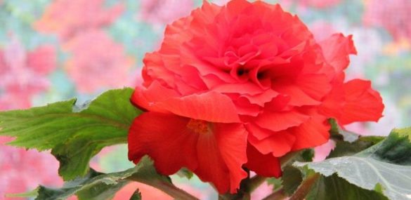 В Пхеньяне в 21-й раз пройдет  фестиваль цветов кимченирхва