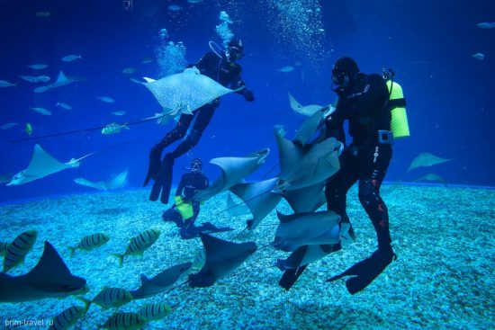 «Танцы со скатами» можно увидеть в океанариуме Приморья