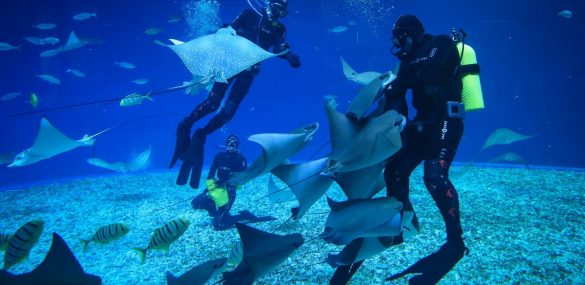 «Танцы со скатами» можно увидеть в океанариуме Приморья