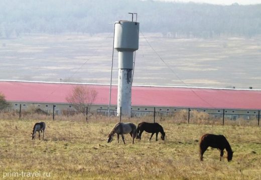 Перспективные пути развития ДВ-гектара в туристическом секторе