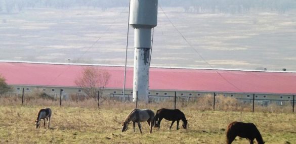 Для чего россияне берут ДВ-гектар