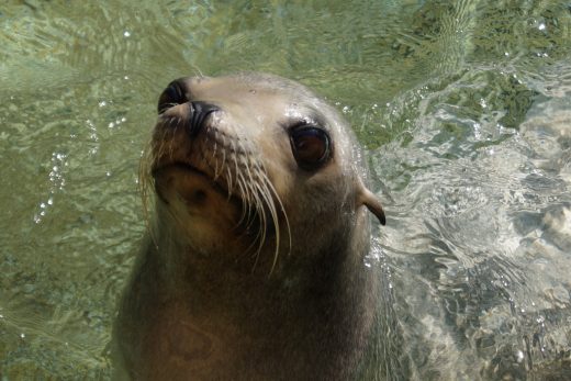 Новые герои появятся на представлении в приморском океанариуме