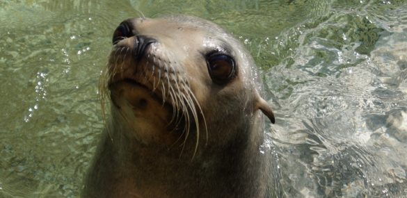 Новые герои появятся на представлении в приморском океанариуме