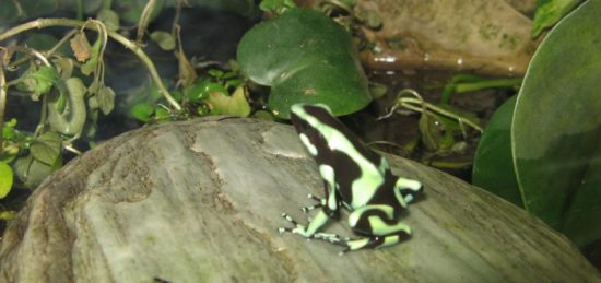 Приморье планирует туристов удивлять лягушками и лесоповалом