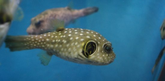 Приморский океанариум в интернете:  аквариумы есть, шоу нет