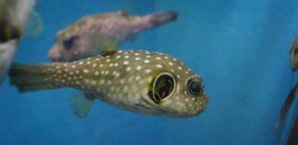 Приморский океанариум в интернете:  аквариумы есть, шоу нет