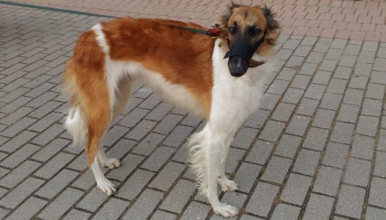 Korean Air ввела новую услугу SKYPET при путешествии с домашними питомцами