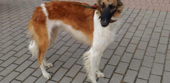 Korean Air ввела новую услугу SKYPET при путешествии с домашними питомцами