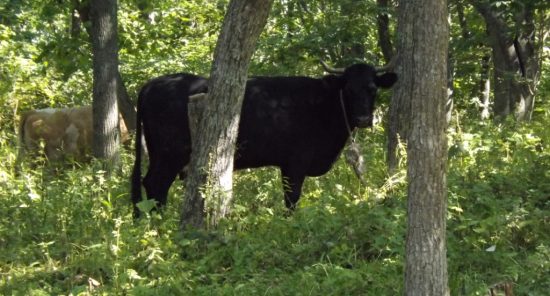 Хабаровчане ДВ-гектар пустят под туризм