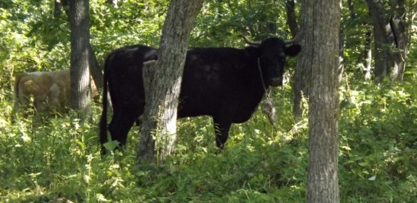 Хабаровчане ДВ-гектар пустят под туризм