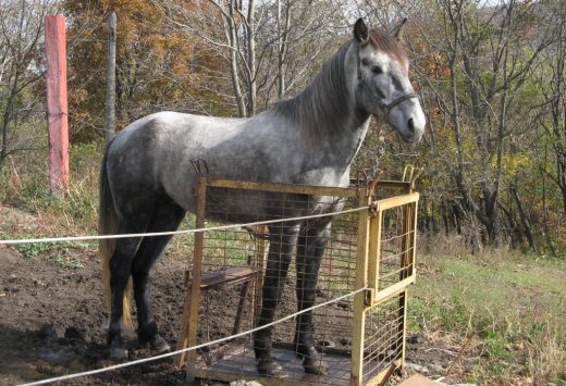 В Приамурье появится турмаршрут на уникальное коневодческое хозяйство