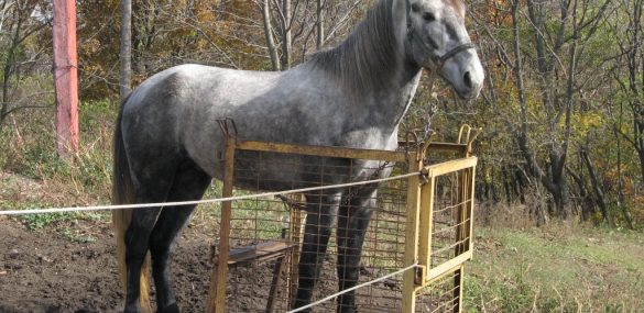 В Приамурье появится турмаршрут на уникальное коневодческое хозяйство