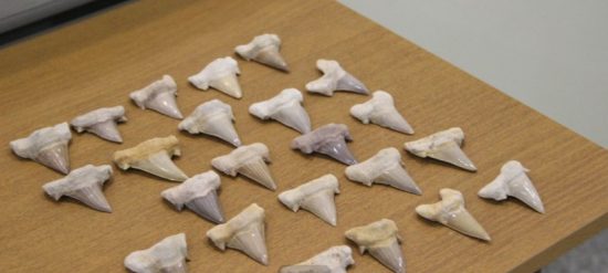 Музей ДВФУ пополнился новым экспонатом