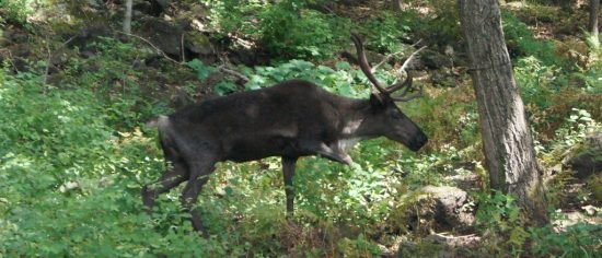 Туристско-рекреационный  комплекс «Мараловая ферма» заработает на Сахалине