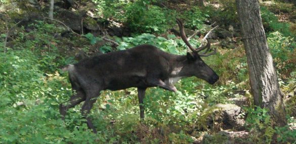 Туристско-рекреационный комплекс «Мараловая ферма» заработает на Сахалине