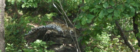 Для приморских леопардов подготовят гидов