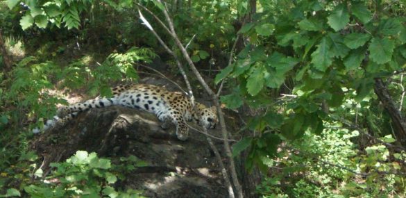 Для приморских леопардов подготовят гидов