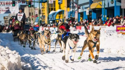Ощутить дух Аляски можно во время Iditarod – ежегодных гонок на собачьих упряжках