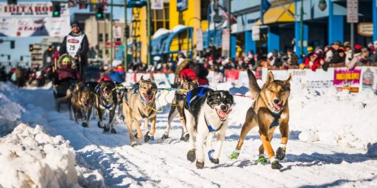 Ощутить дух Аляски можно во время Iditarod — ежегодных гонок на собачьих упряжках