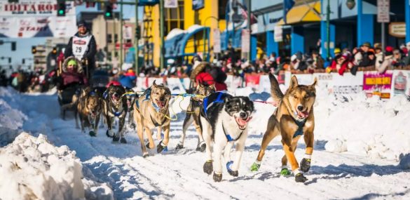 Ощутить дух Аляски можно во время Iditarod — ежегодных гонок на собачьих упряжках