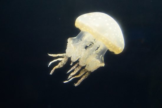 Медузы смогут активизировать деловой туризм во Владивостоке