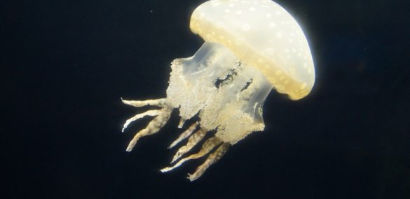 Медузы смогут активизировать деловой туризм во Владивостоке