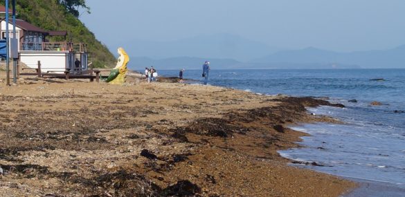Почти 80 пляжей откроют для купания в Приморье этим летом