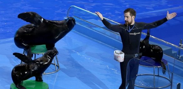 Морские котики удивят гостей Приморского океанариума