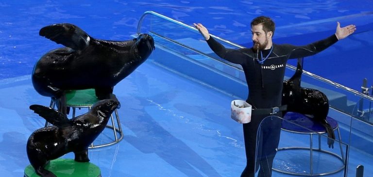 Морские котики удивят гостей Приморского океанариума