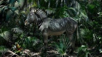Фотоработы Саймона Йохана во Владивостоке – пора подумать об окружающем мире