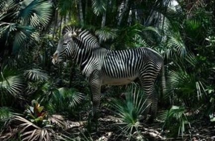 Фотоработы Саймона Йохана во Владивостоке – пора подумать об окружающем мире