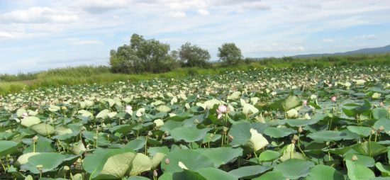 Любоваться озером Ханка в Приморье можно будет с видовой площадки