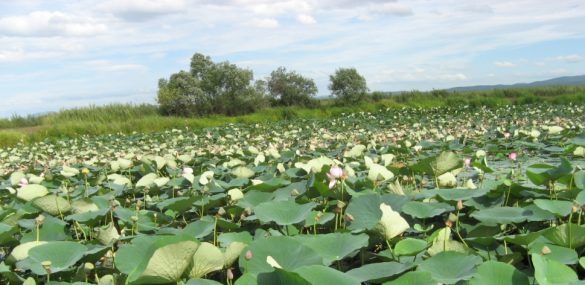Любоваться озером Ханка в Приморье можно будет с видовой площадки
