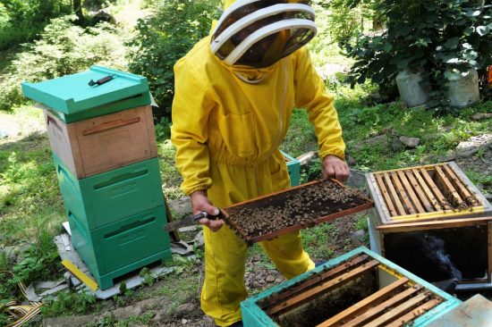 Всемирный День пчел отметят в Приморье