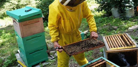 Всемирный День пчел отметят в Приморье