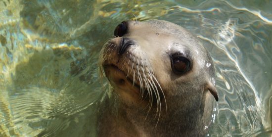 Фестиваль морских животных «Море жизни» пройдет на Камчатке