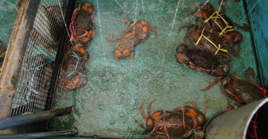 Аквафермы Камчатки могут стать новыми объектами туризма