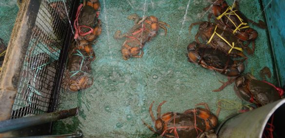 Аквафермы Камчатки могут стать новыми объектами туризма