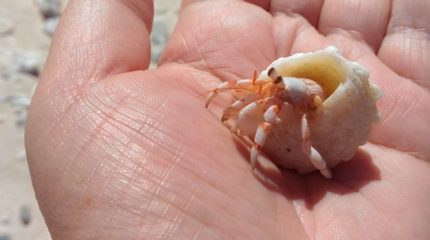 В Таиланде «закручивают гайки» на вывоз ракушек и кораллов