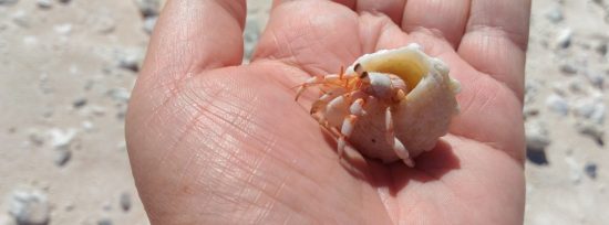 В Таиланде «закручивают гайки» на вывоз ракушек и кораллов