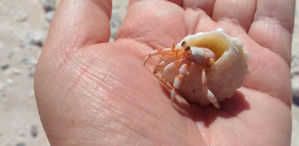 В Таиланде «закручивают гайки» на вывоз ракушек и кораллов