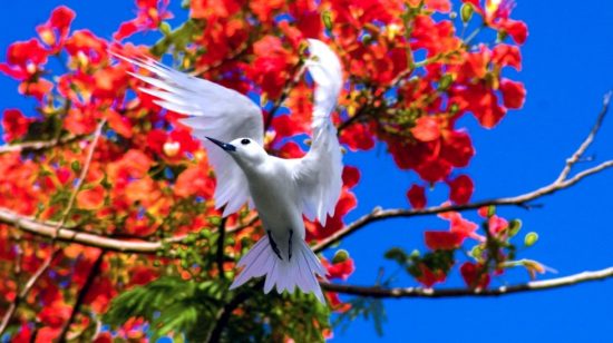 Сайпан в апреле: райский фестиваль, остров в огне и гонка с препятствиями