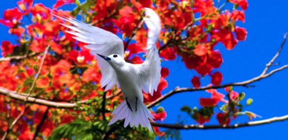 Сайпан в апреле: райский фестиваль, остров в огне и гонка с препятствиями