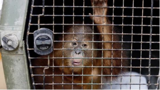 Орангутанга «под кайфом» пытался вывезти с Бали в багаже турист из Приморья