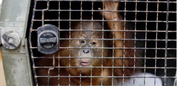 Орангутанга «под кайфом» пытался вывезти с Бали в багаже турист из Приморья