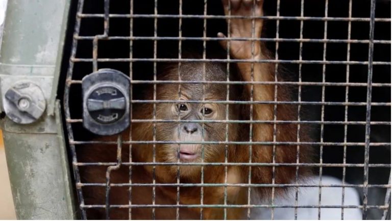 Орангутанга «под кайфом» пытался вывезти с Бали в багаже турист из Приморья