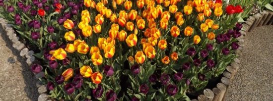 Приморье с любовью: женщинам, прилетающим 8 марта во Владивосток, подарят праздник