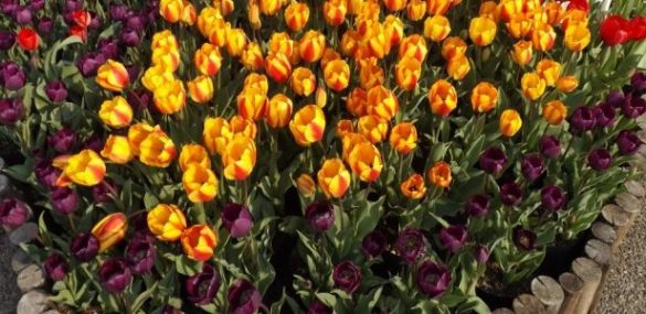 Приморье с любовью: женщинам, прилетающим 8 марта во Владивосток, подарят праздник